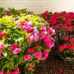 Branson King Resort & Suites